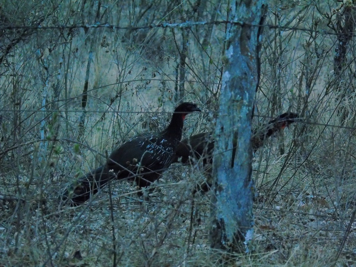 Yungas Guan - ML272375701