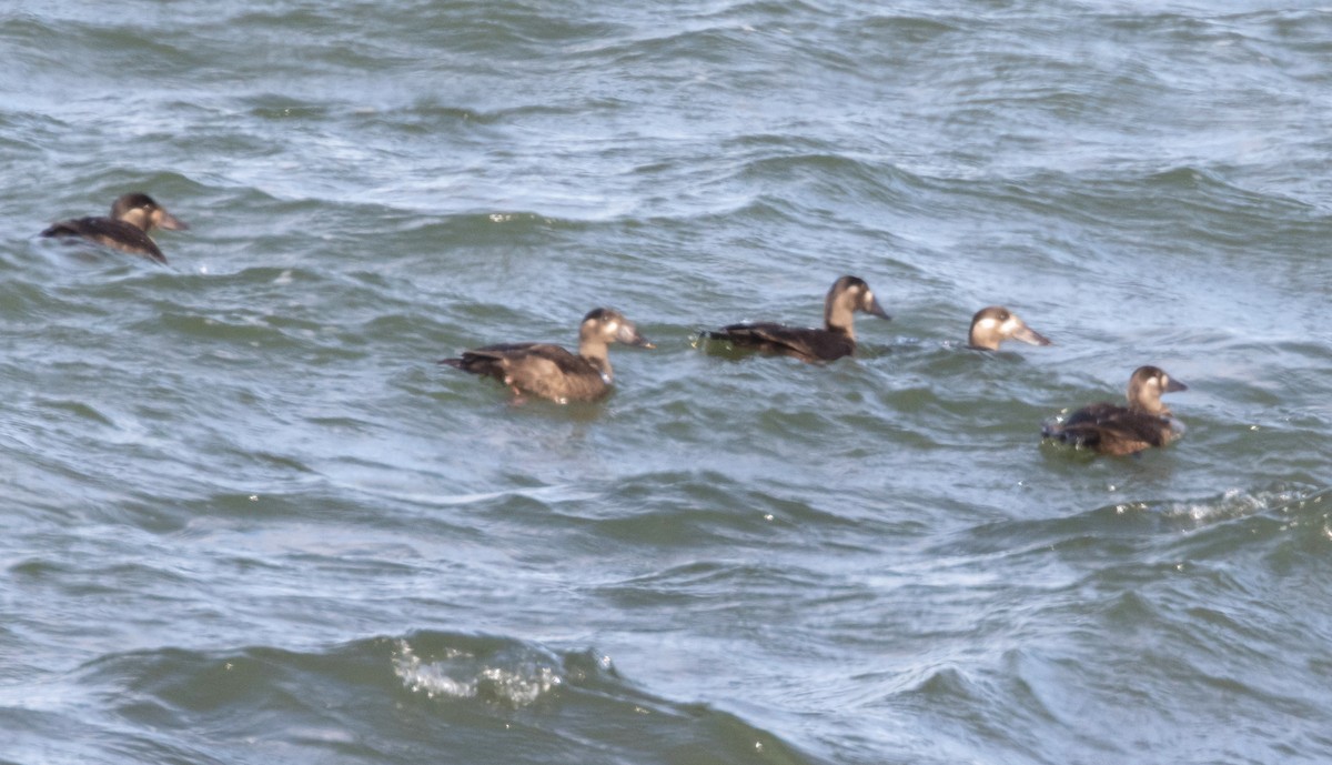 Surf Scoter - ML272375841