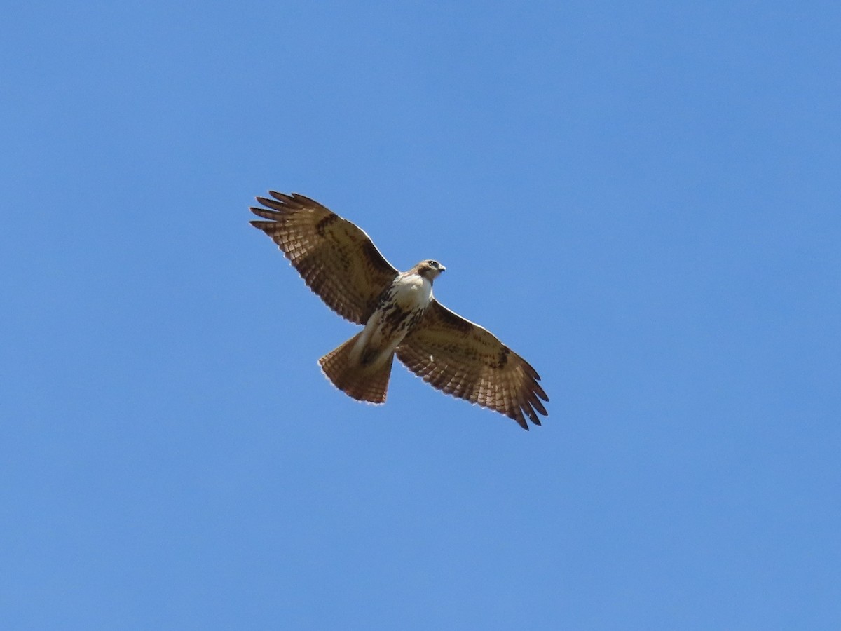 Red-tailed Hawk - ML272377441