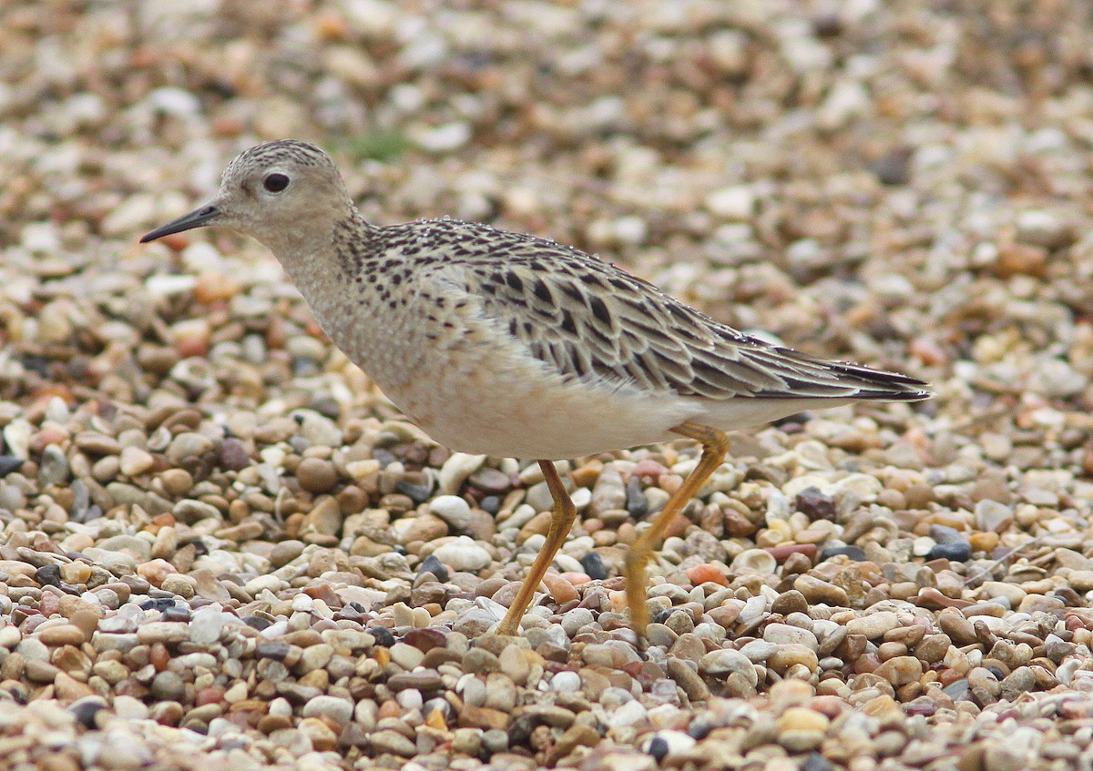 Buff-breasted Sandpiper - ML27237751