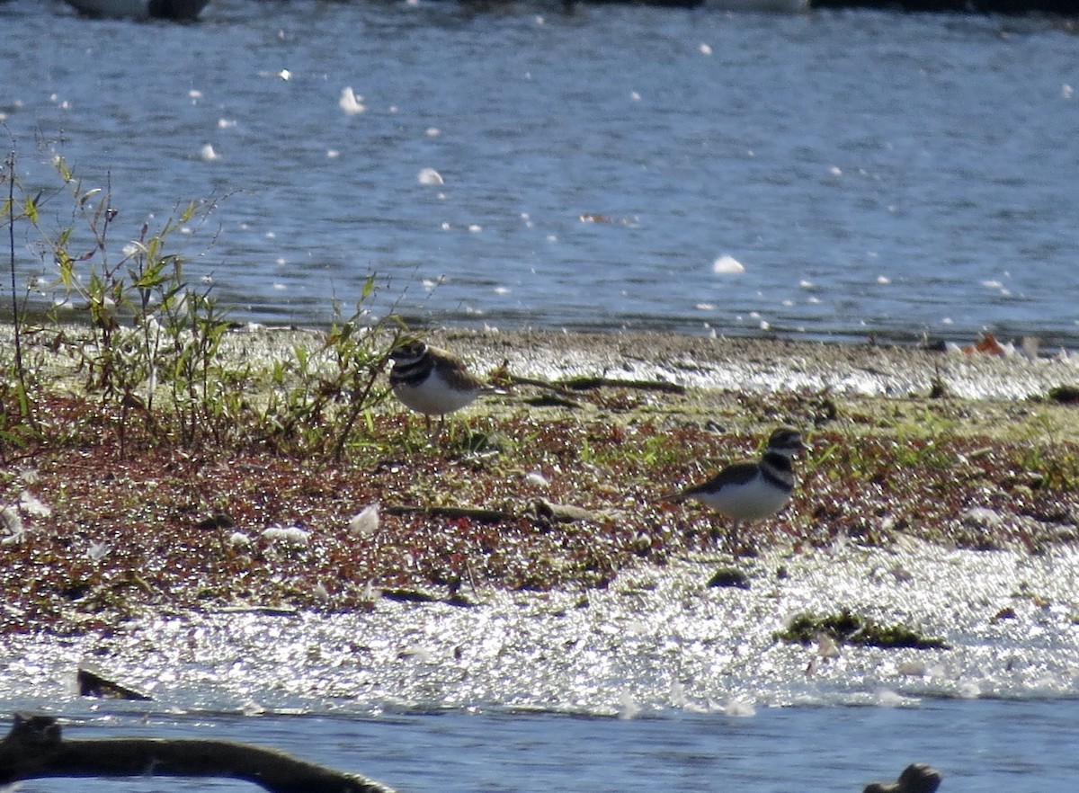 Killdeer - ML272377561