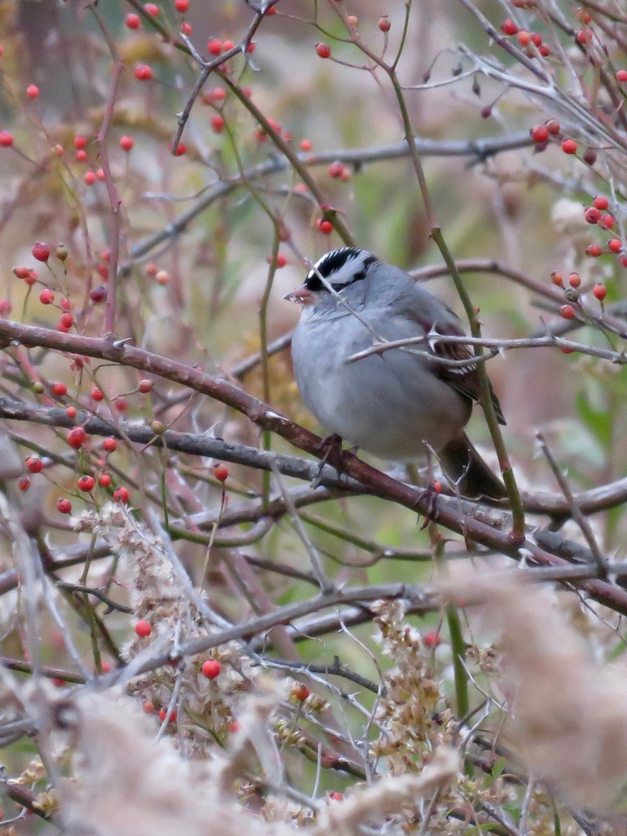 White-crowned Sparrow - ML272378071