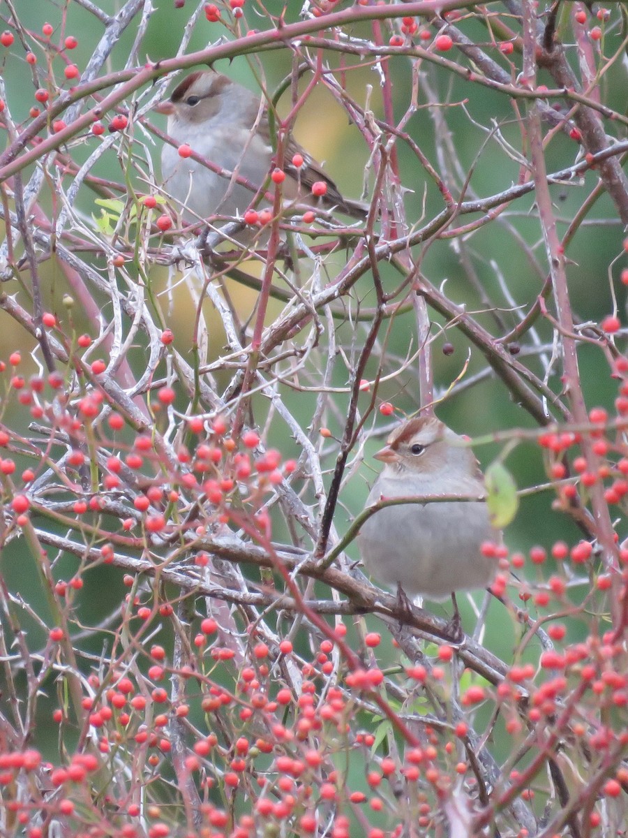 White-crowned Sparrow - ML272378291