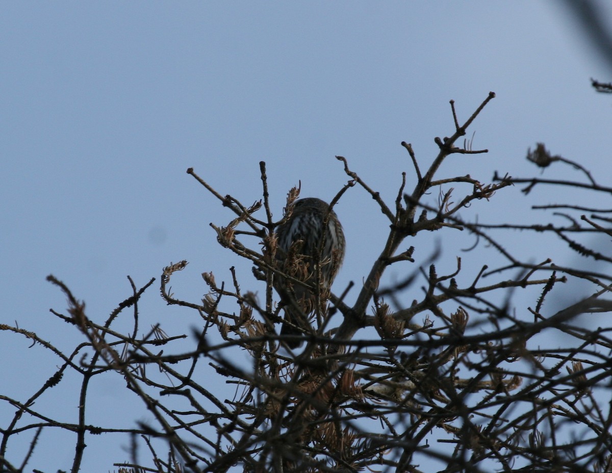 kulíšek mexický - ML272378891