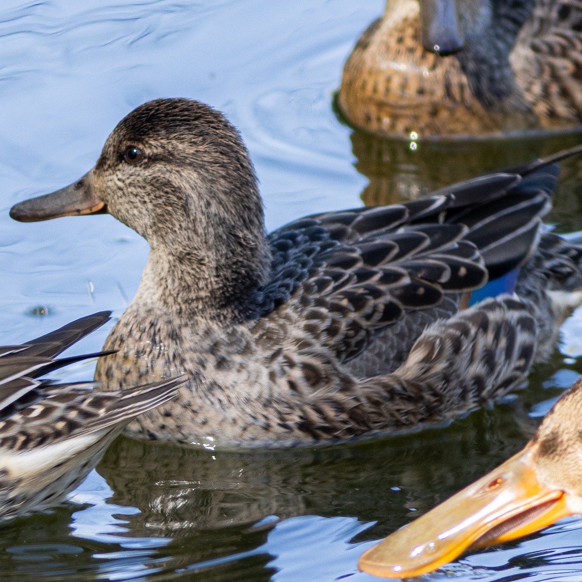 Green-winged Teal - ML272379331