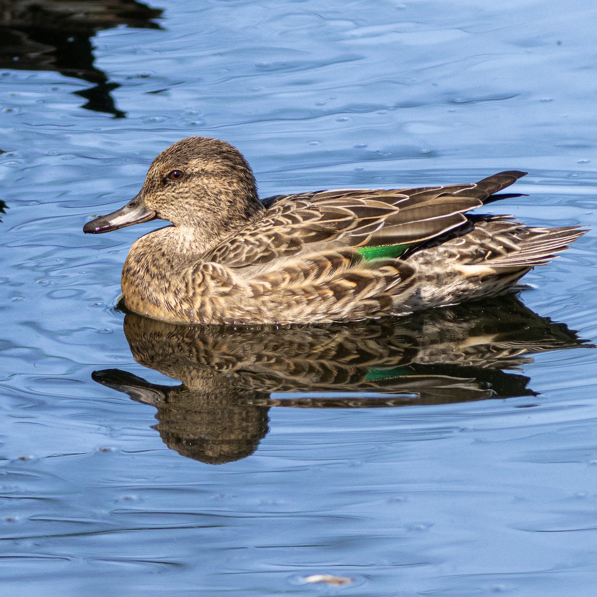 Green-winged Teal - ML272379511