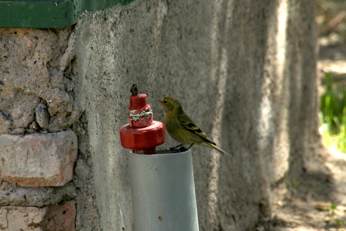 Sperlingsvogel, unbestimmt - ML272379541