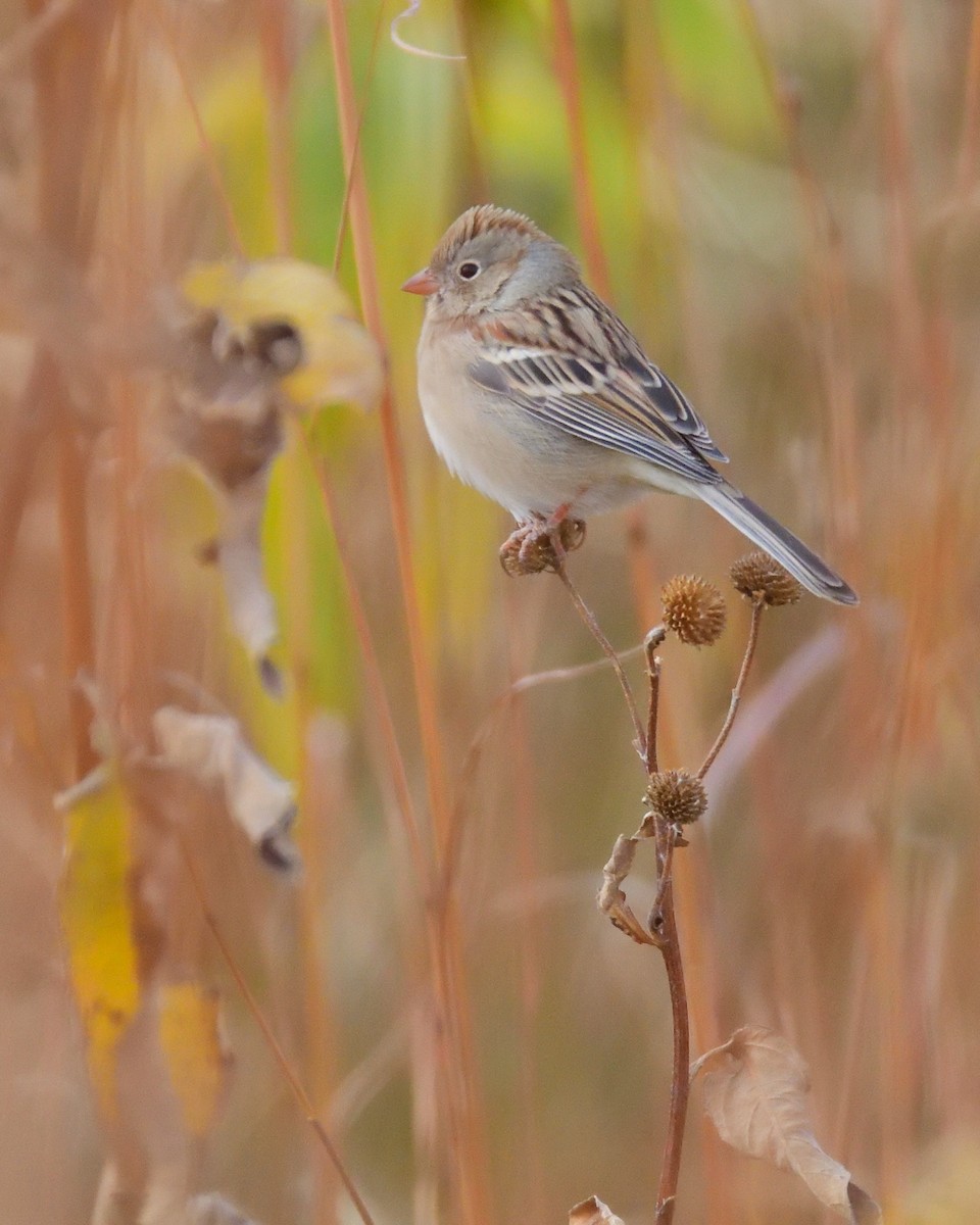 Field Sparrow - Dana Siefer