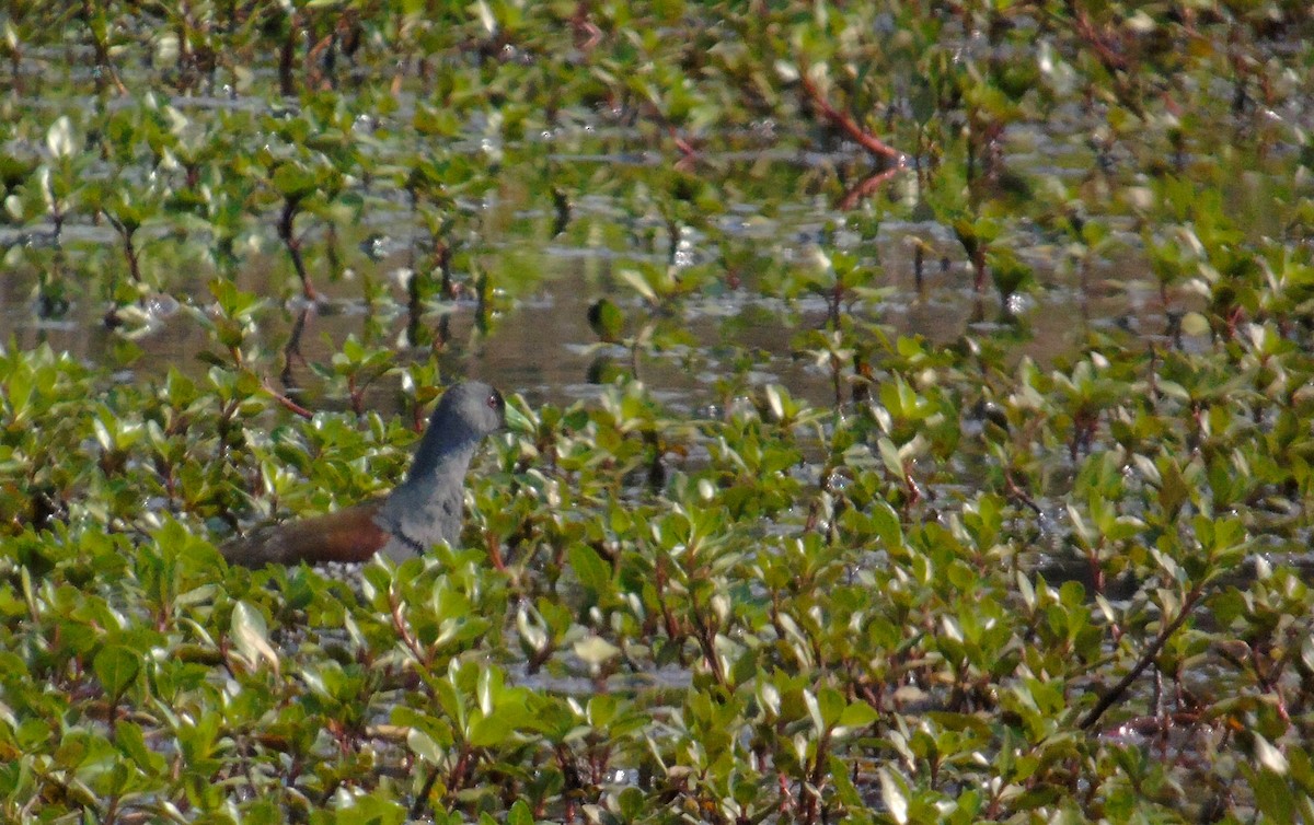 Gallinule à face noire - ML272381771