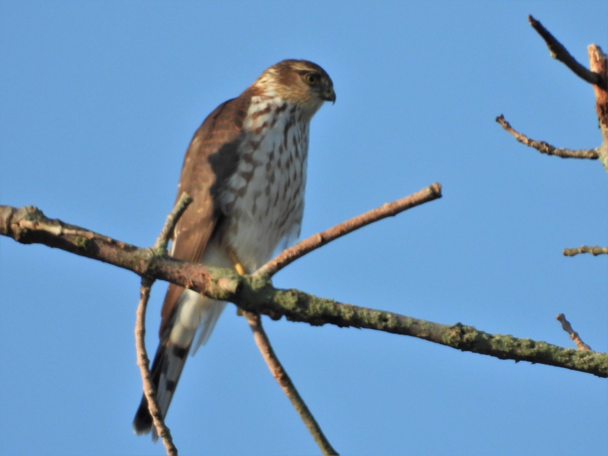 Sharp-shinned Hawk - JamEs ParRis