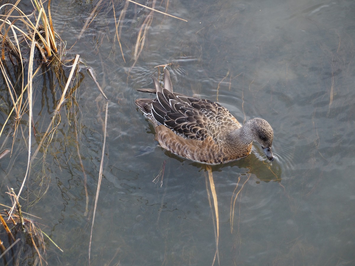 American Wigeon - Maya Heubner