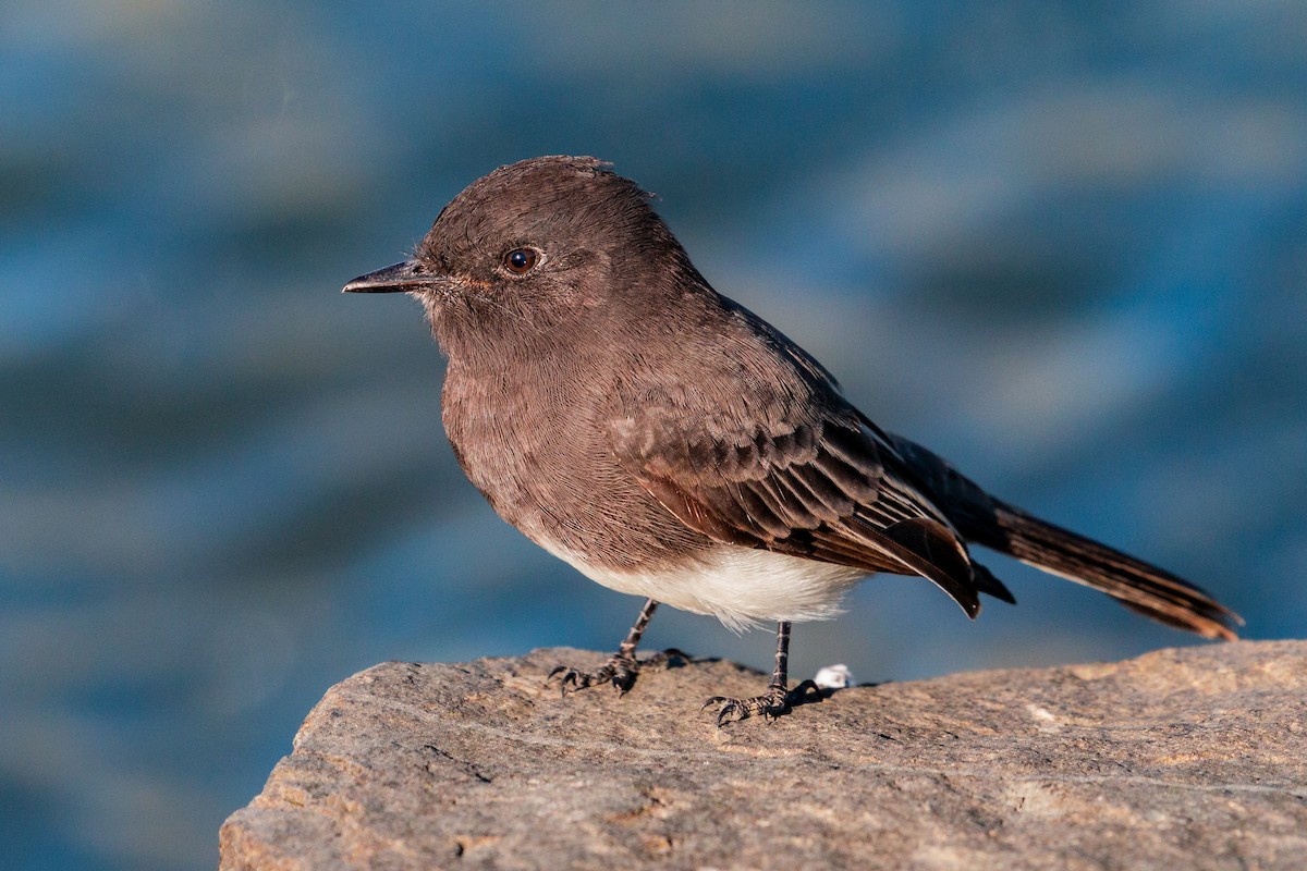 Black Phoebe (Northern) - ML272384701