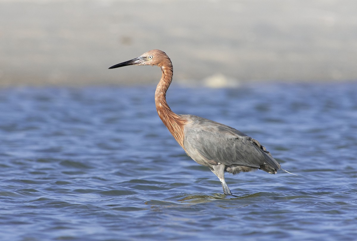 Reddish Egret - Denny Swaby