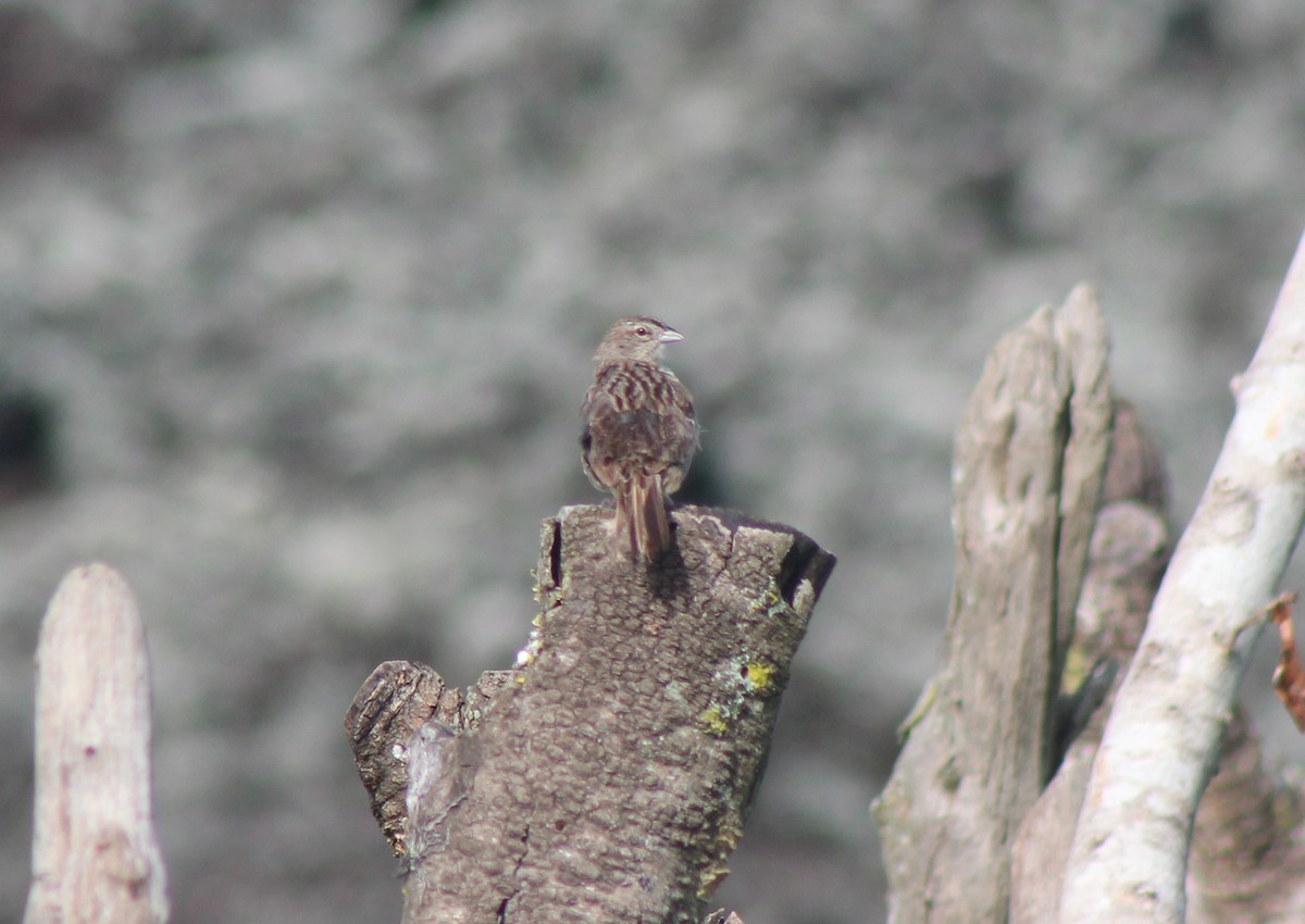 Botteri's Sparrow - ML272386001
