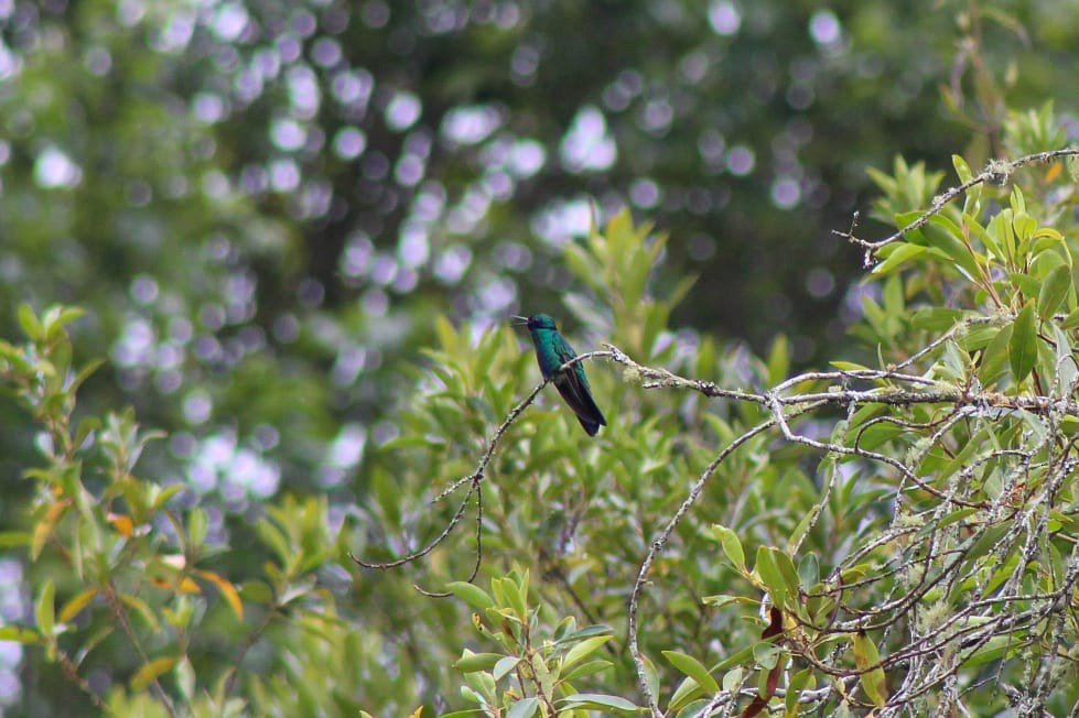 kolibřík modrolící - ML272386591
