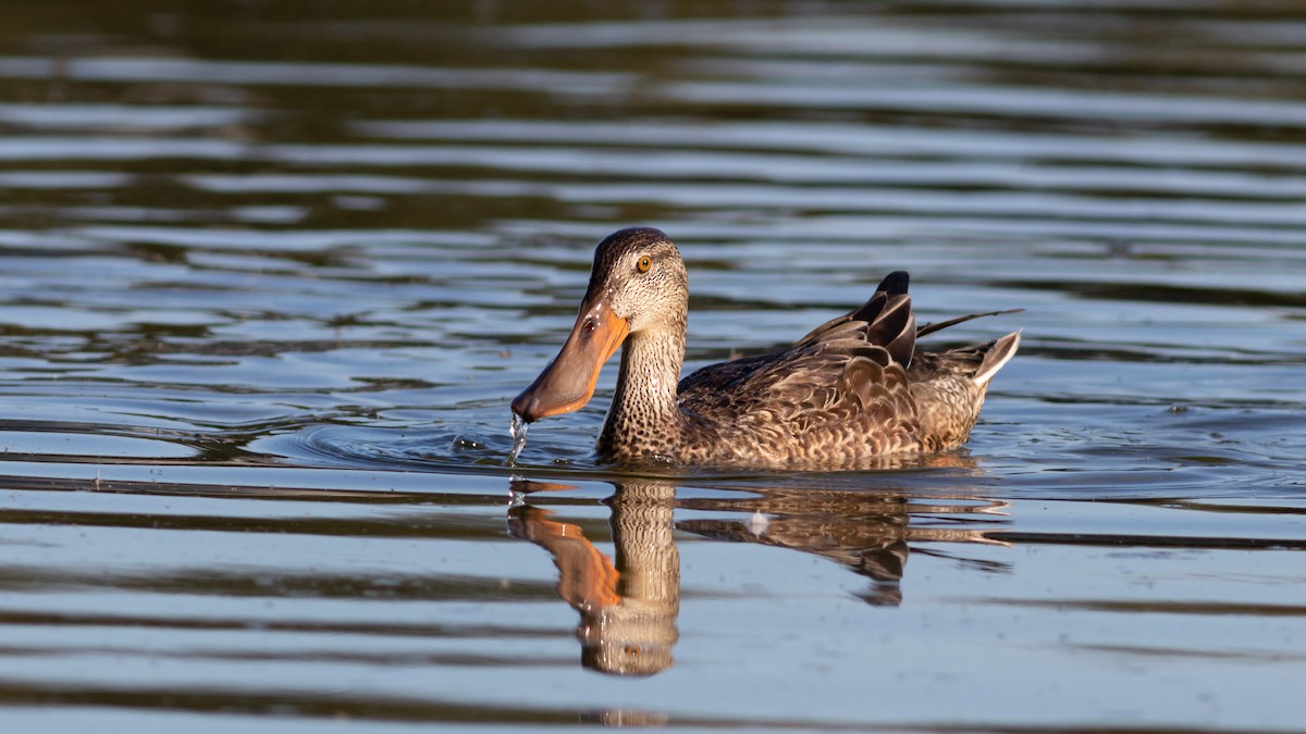 Northern Shoveler - Foster Wang