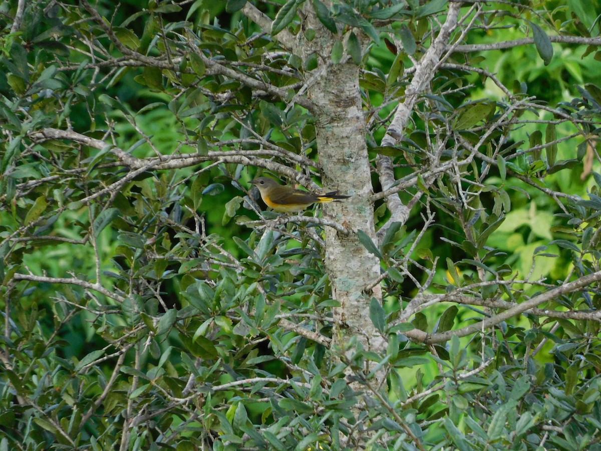 American Redstart - ML272389961