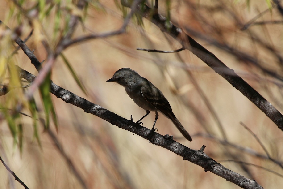 Gray Flycatcher - ML272390061