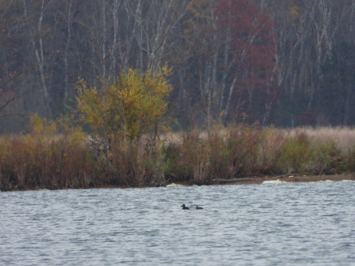 White-winged Scoter - Ben Douglas