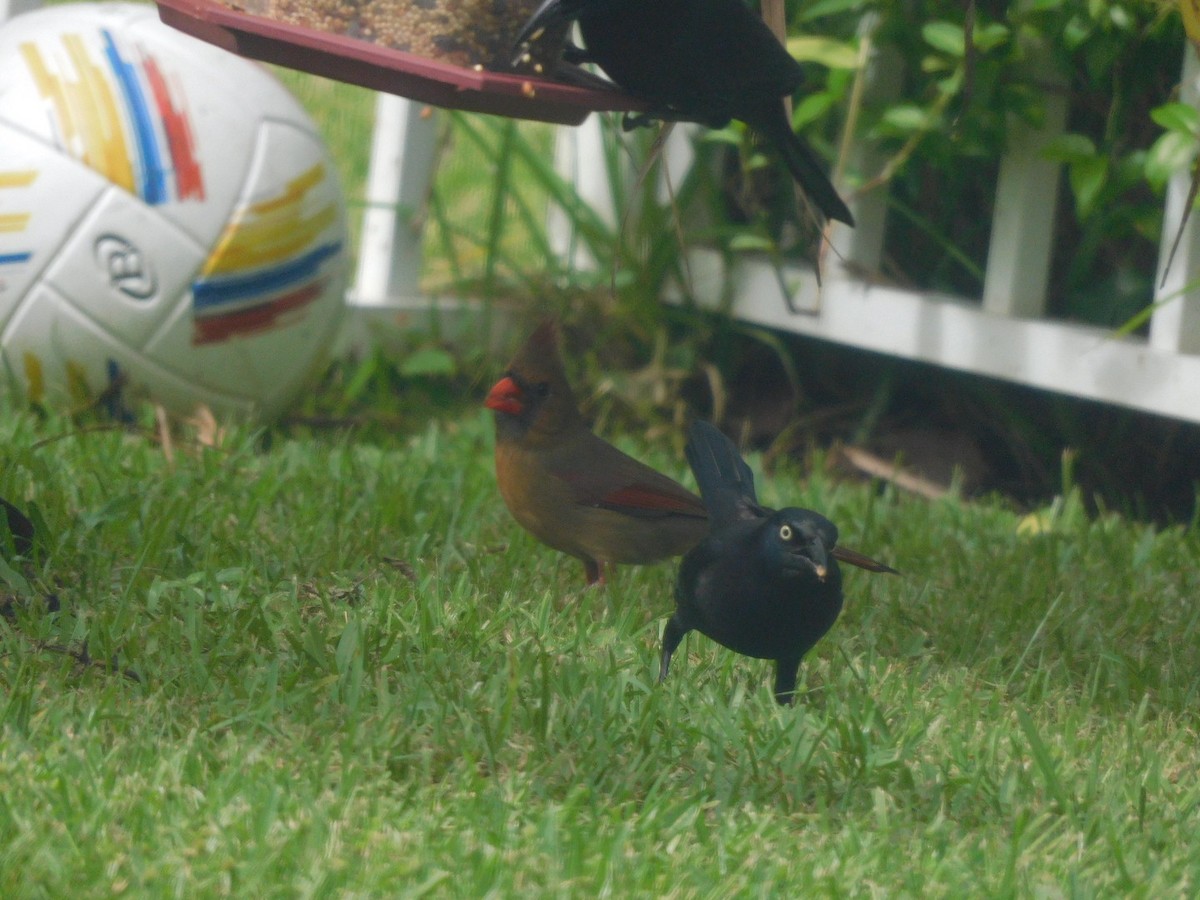 Northern Cardinal - ML272391441