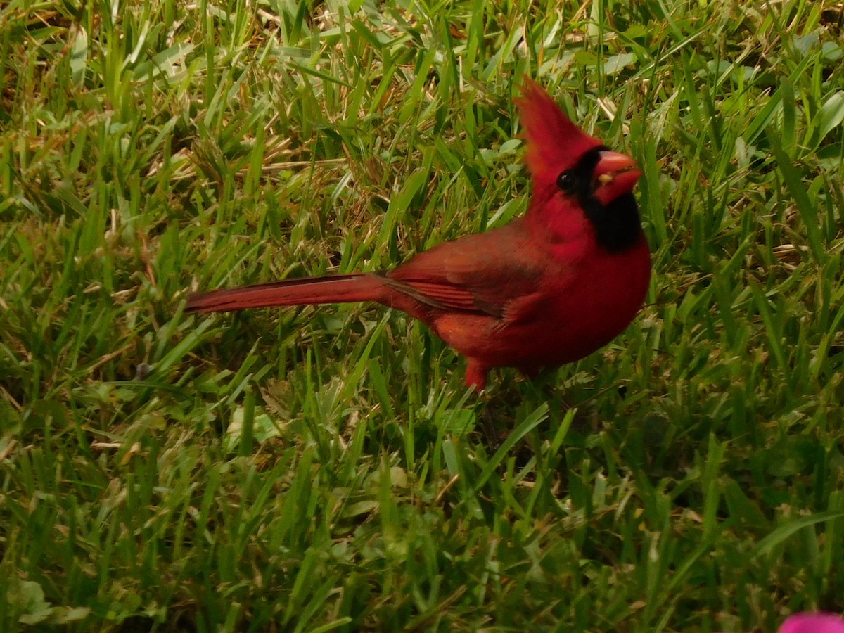 Cardinal rouge - ML272391451