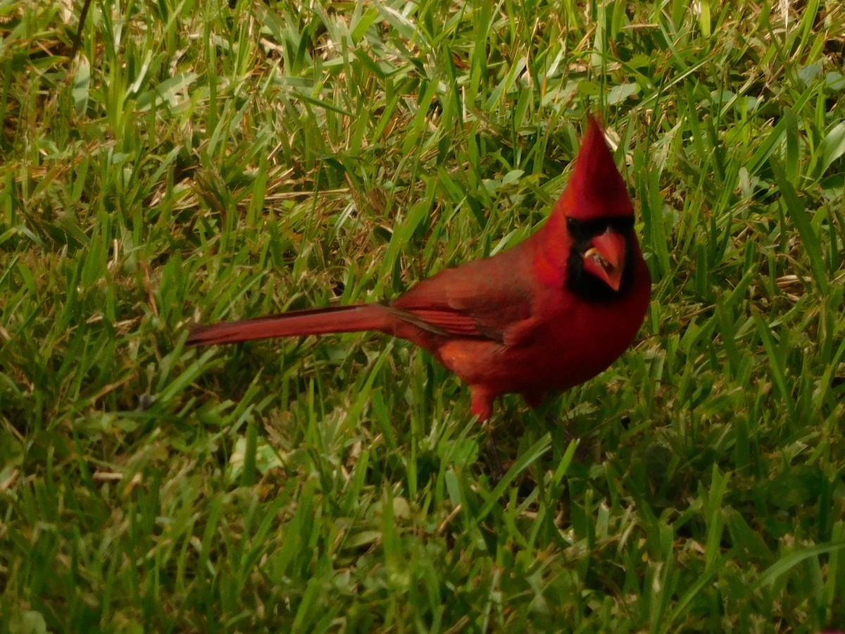 Northern Cardinal - ML272391641