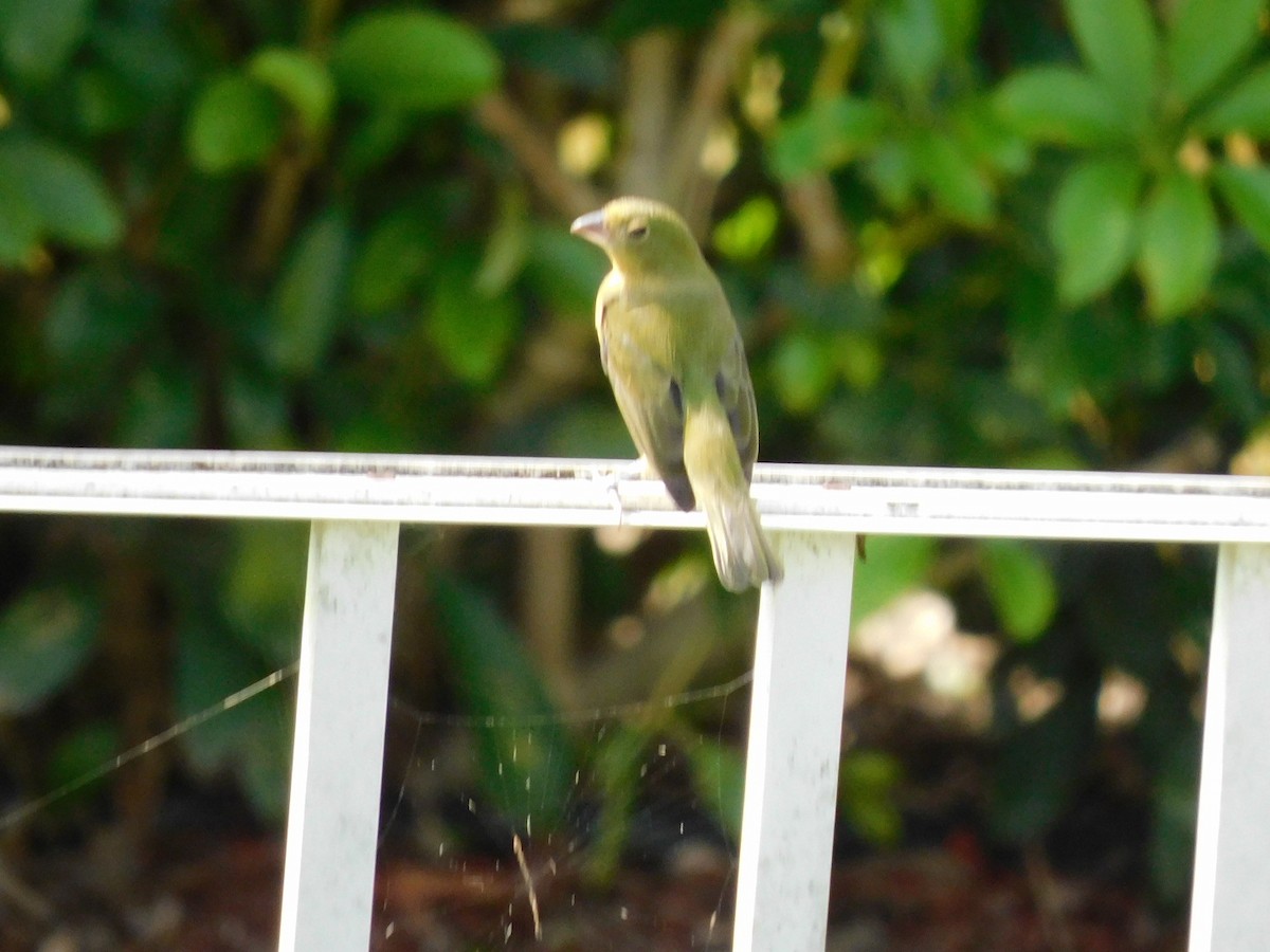 Painted Bunting - Isa R