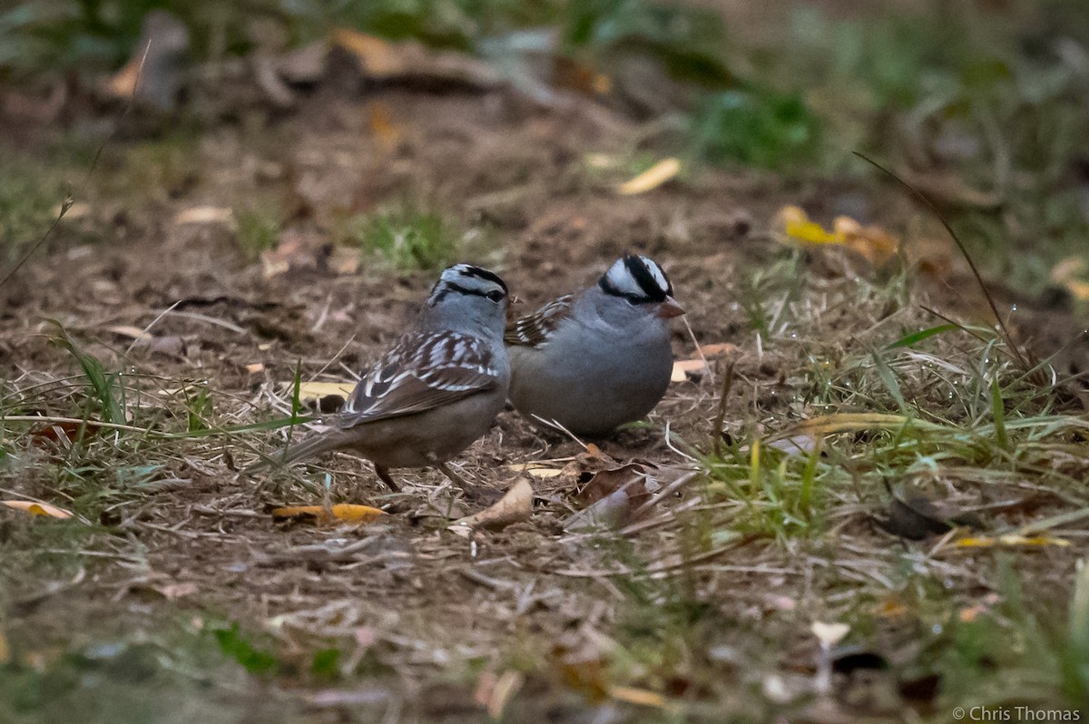 White-crowned Sparrow - ML272393611