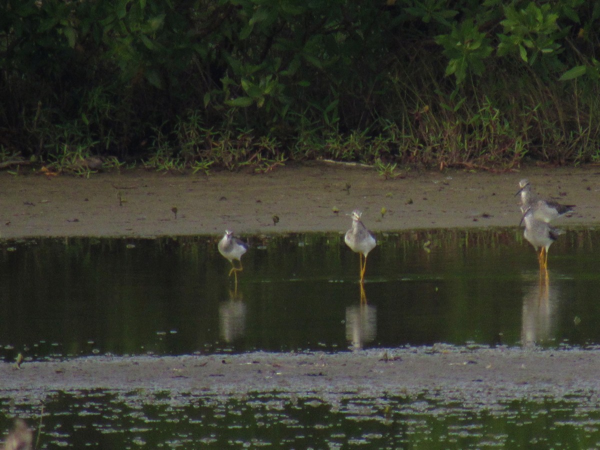 Greater Yellowlegs - ML272393761