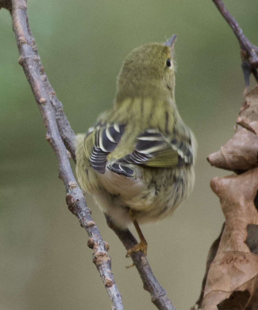 Blackpoll Warbler - ML272394551