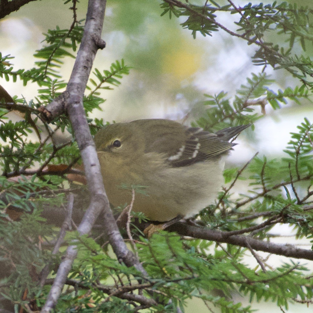 Blackpoll Warbler - ML272394601