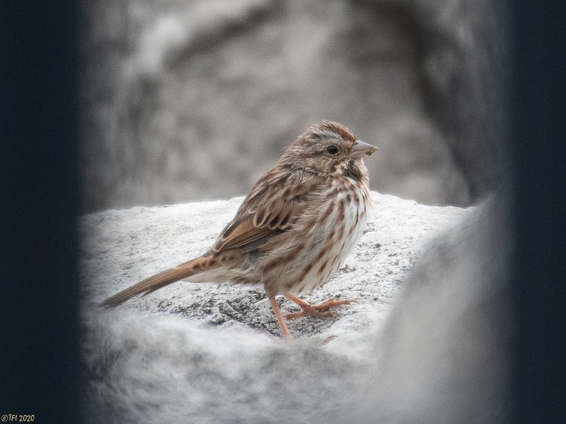 Song Sparrow - ML272394701