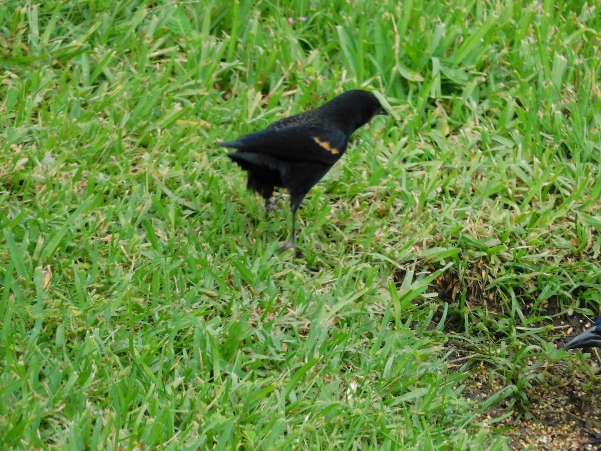 Red-winged Blackbird - Isa R