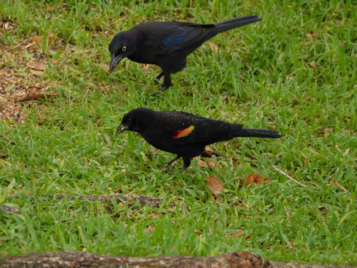 Red-winged Blackbird - ML272395231