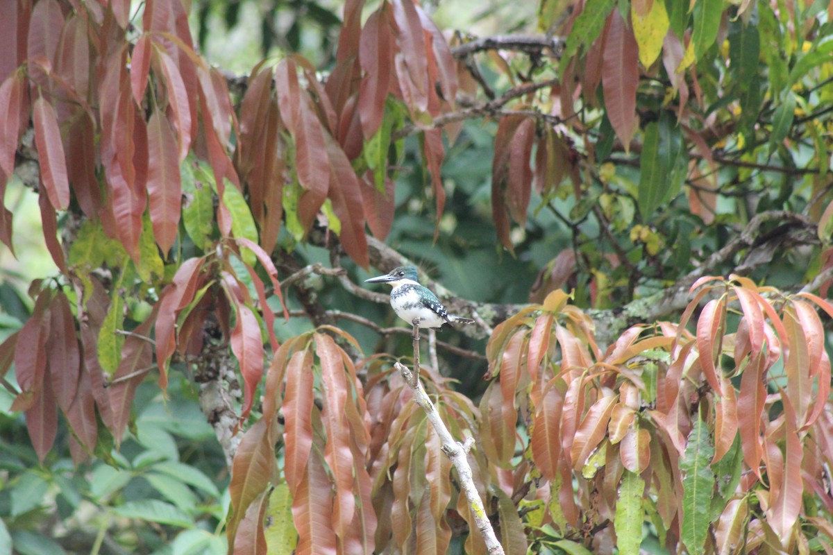 Green Kingfisher - ML272395501
