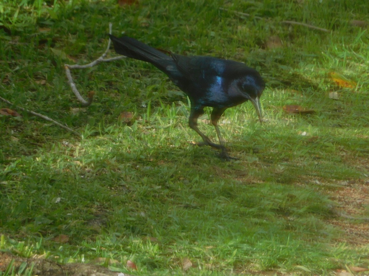 Boat-tailed Grackle - Isa R