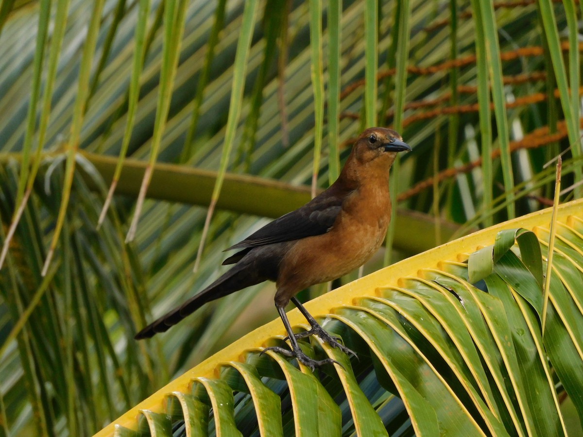 Boat-tailed Grackle - Isa R