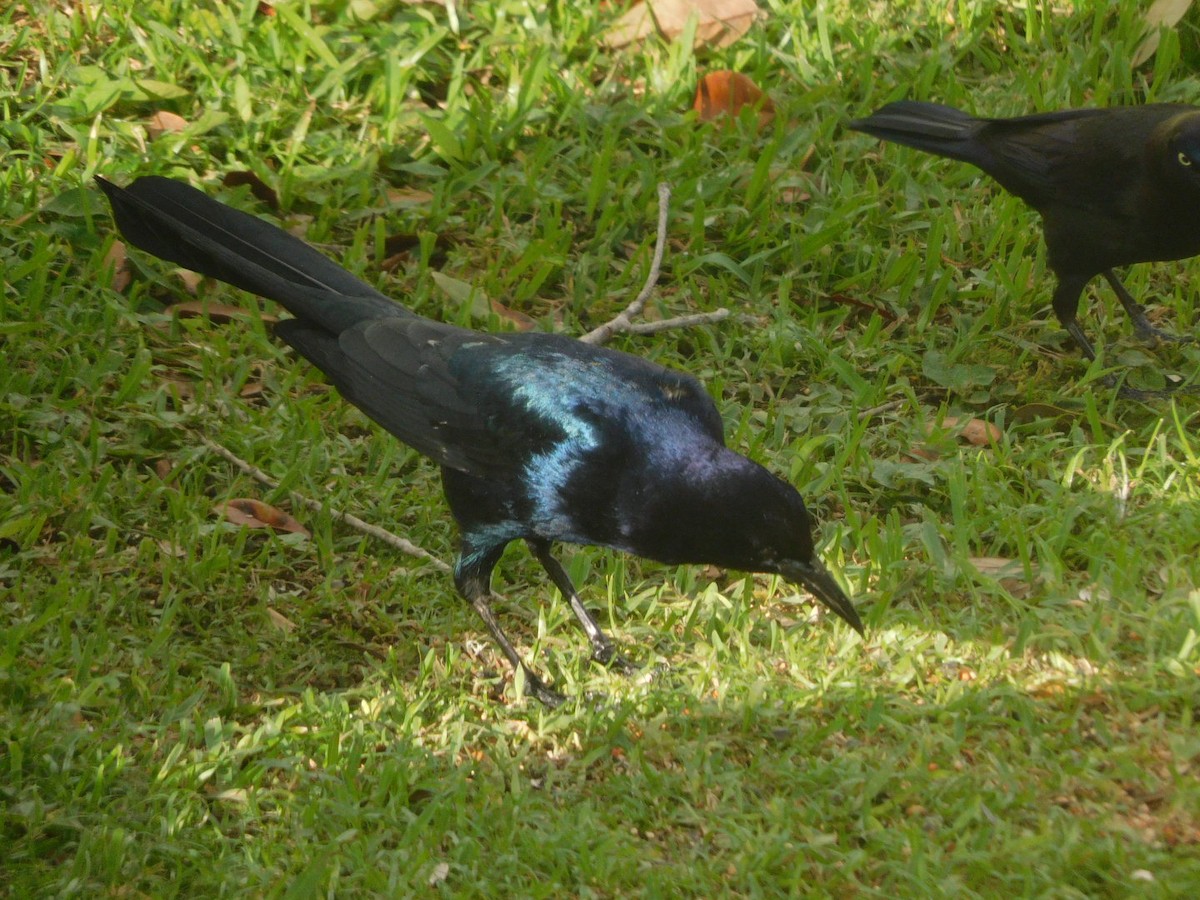 Boat-tailed Grackle - Isa R