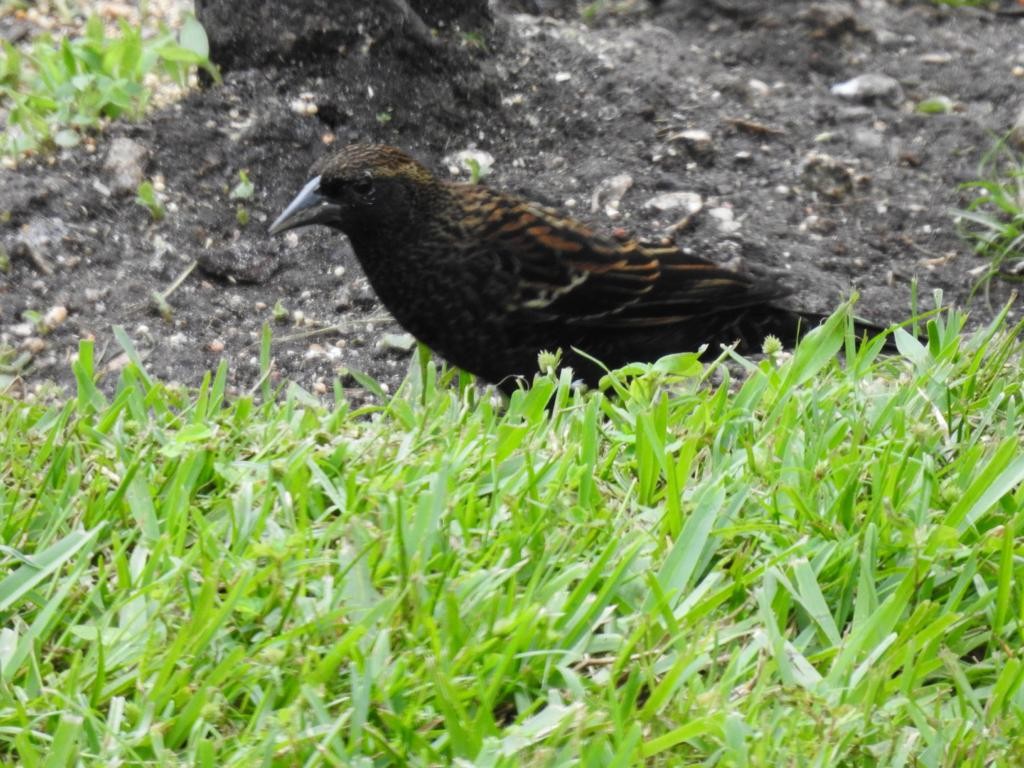 Red-winged Blackbird - Isa R