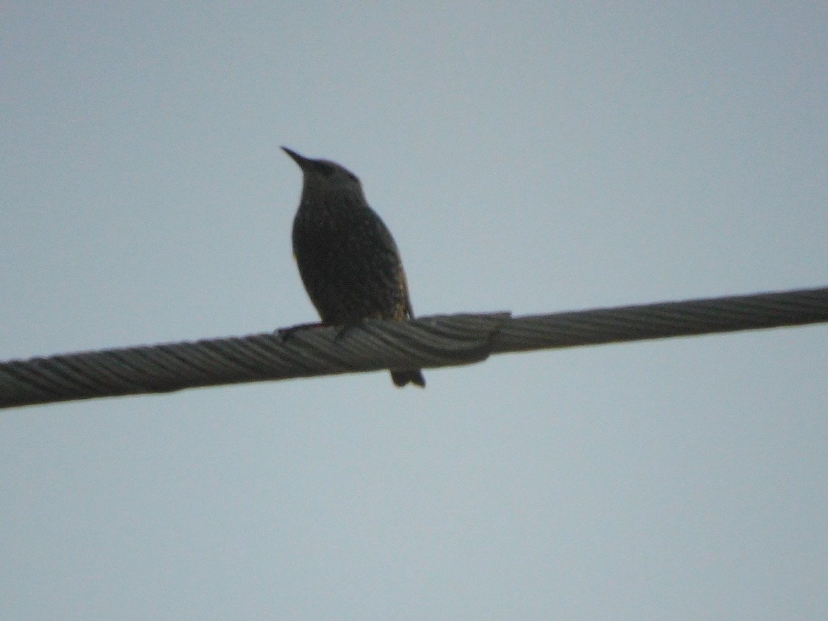 European Starling - Isa R