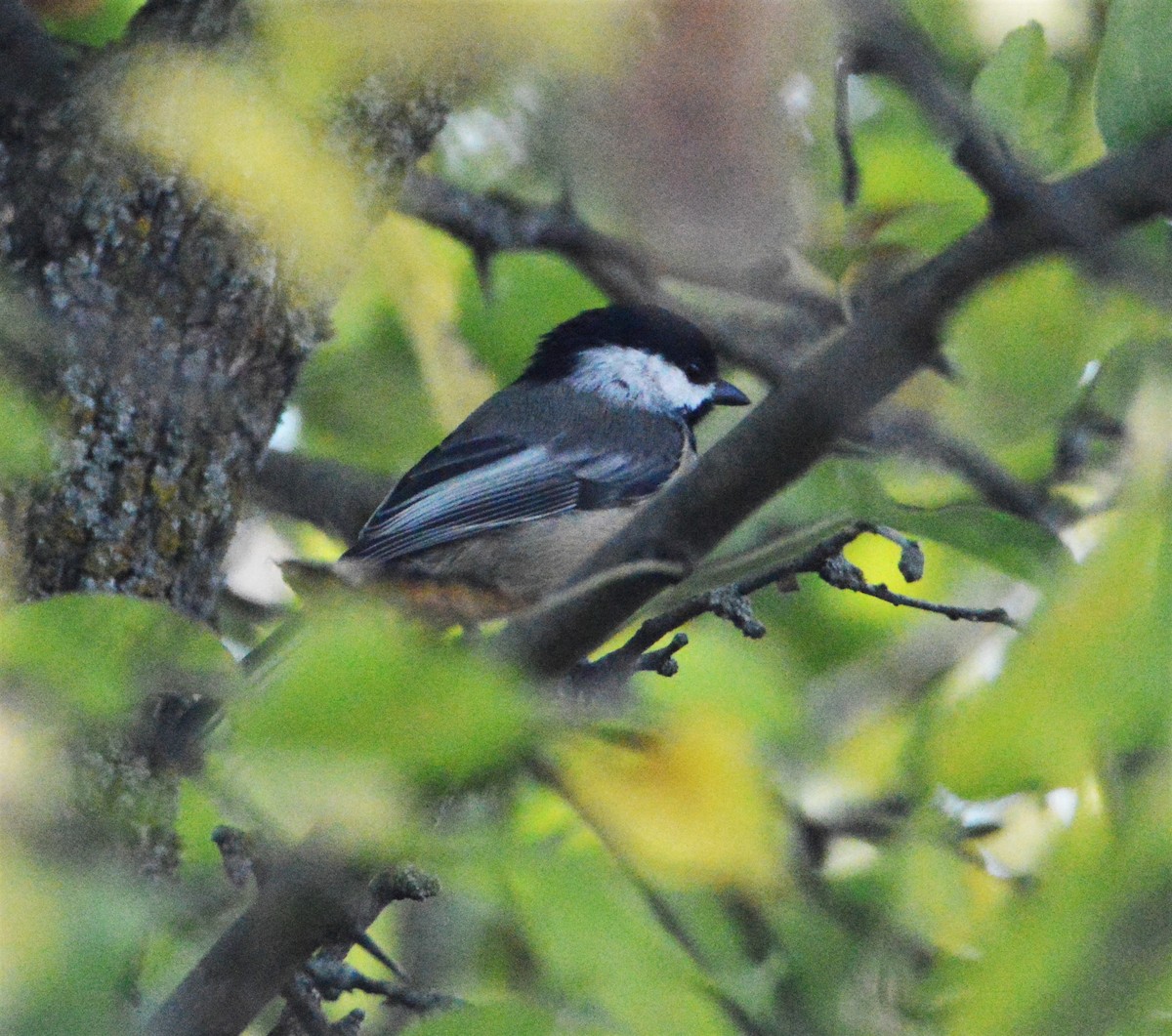 Mésange à tête noire - ML272399651