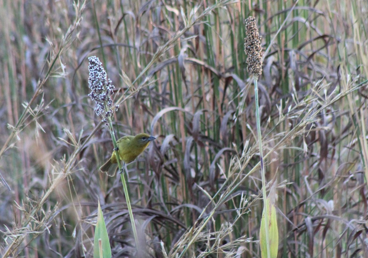Hepatic Tanager - ML272400711
