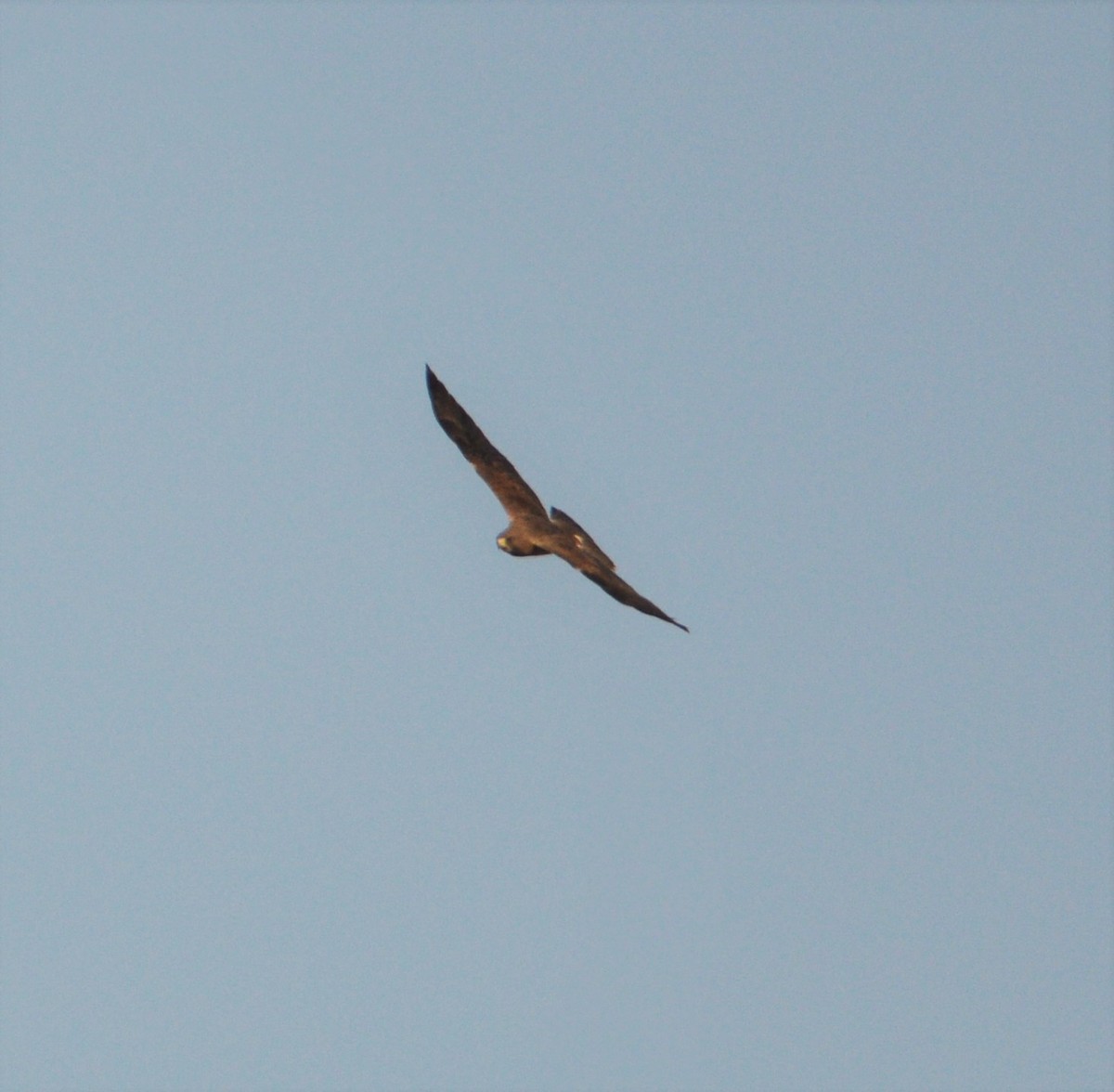 Swainson's Hawk - ML272400981