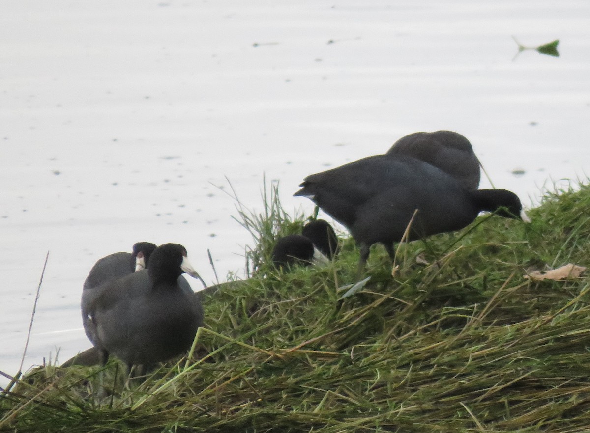 American Coot - Kathryn Clouston