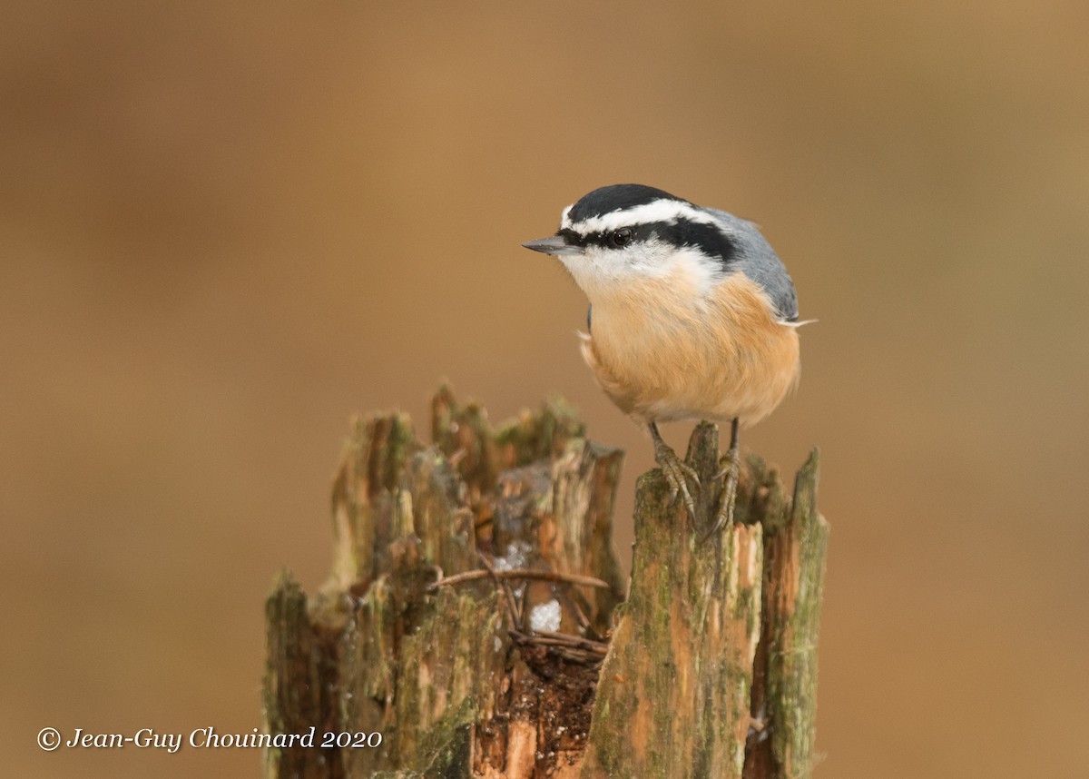 Red-breasted Nuthatch - ML272401091