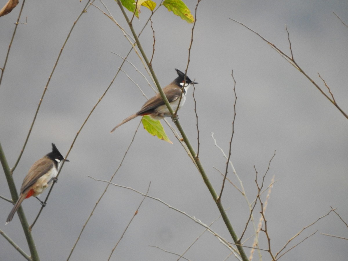 Red-whiskered Bulbul - ML272402121