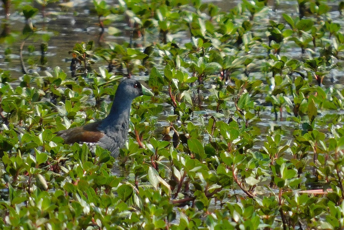 Gallinule à face noire - ML272407271