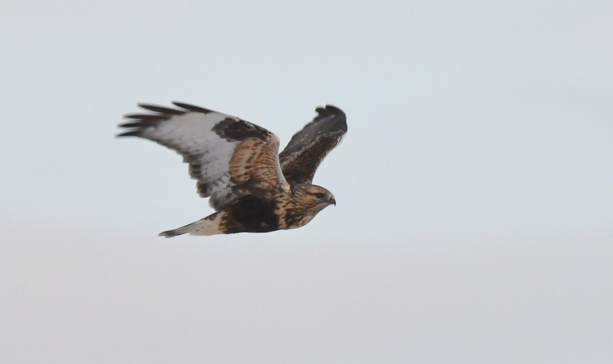 Rough-legged Hawk - Jeanne Burnham