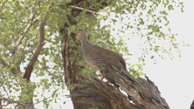 Natal Spurfowl - ML272410671