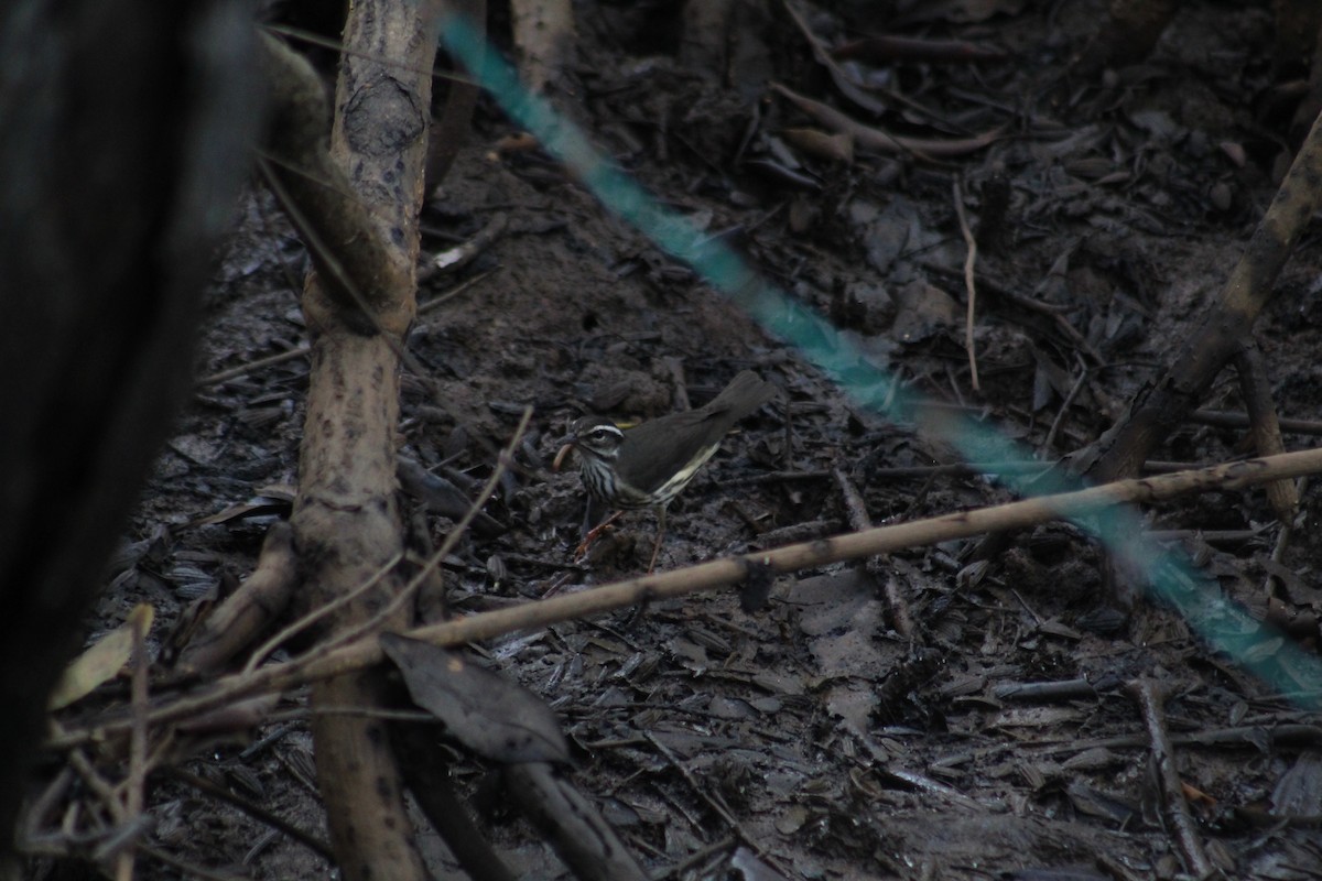 Northern Waterthrush - ML272411491